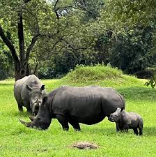 Ziwa Rhino Sanctuary