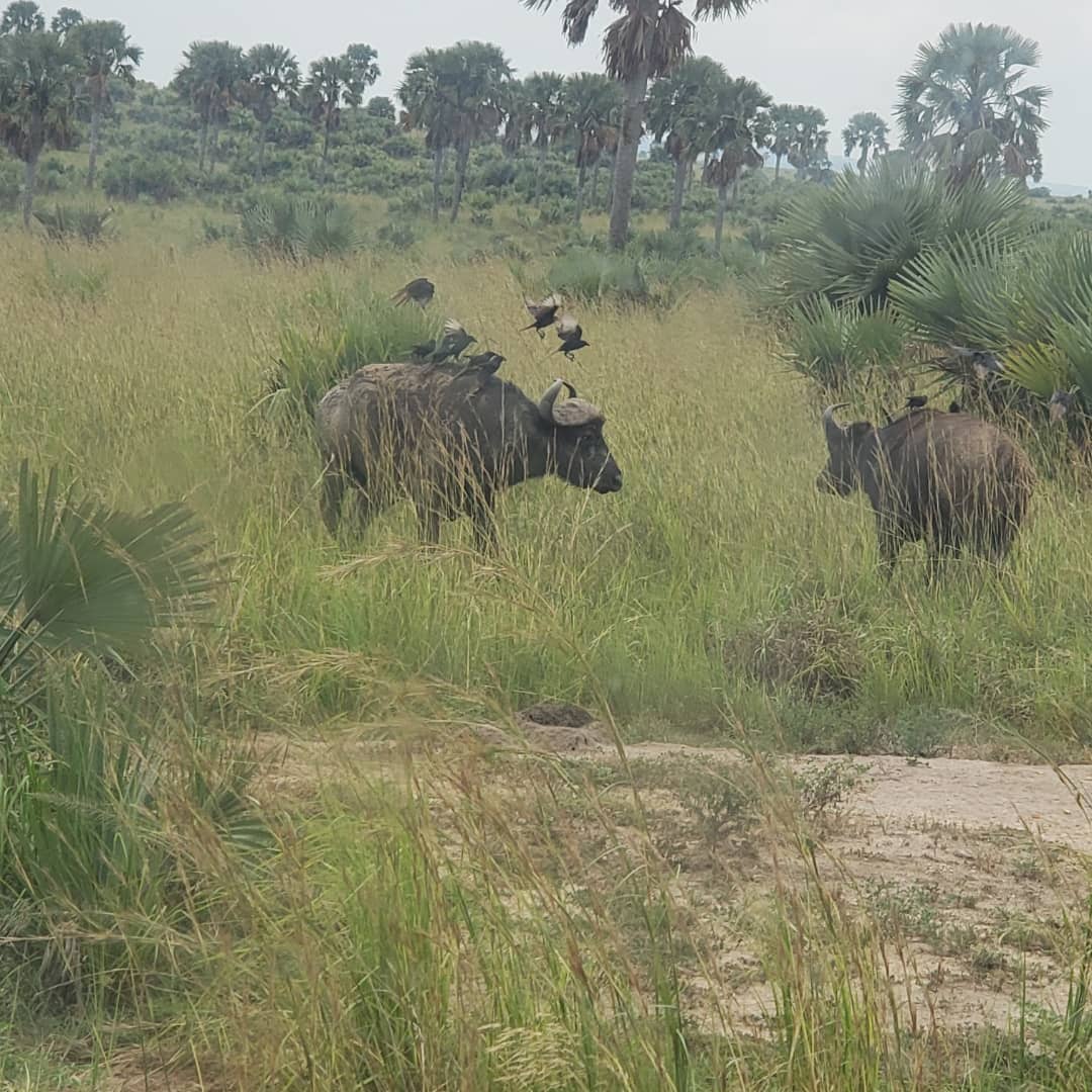 Self-Drive Guide to Murchison Falls National Park